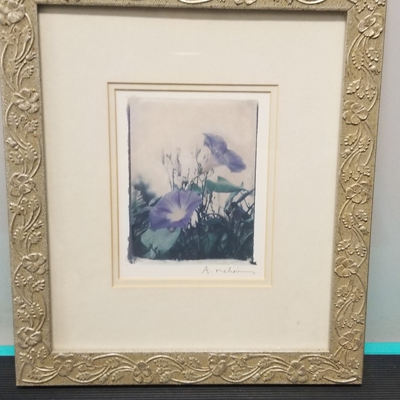 Morning Glory framed print - Picture 1 of 5